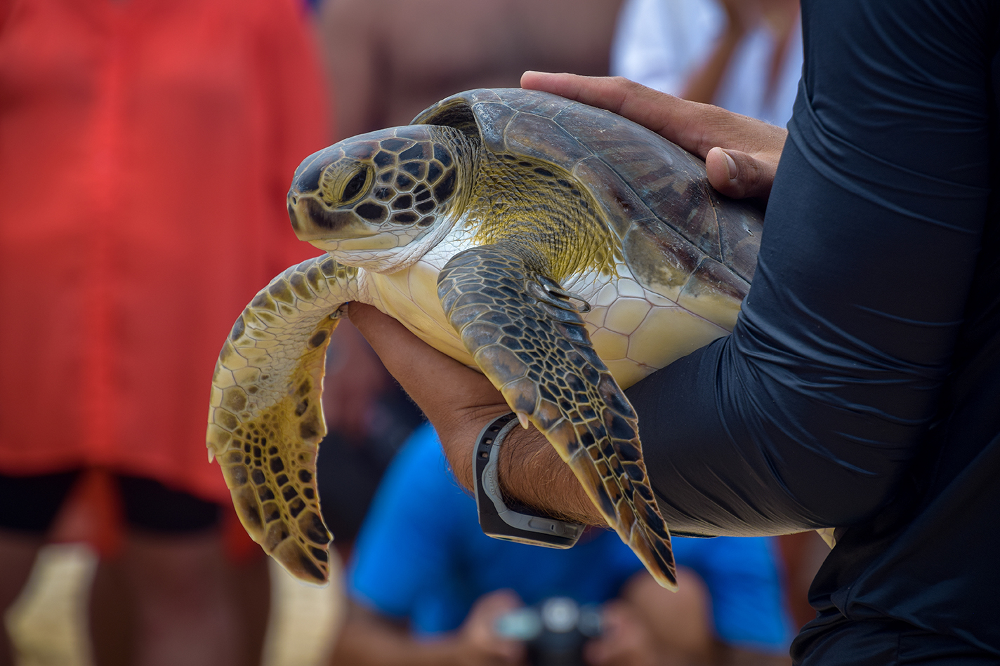 sea turtle 